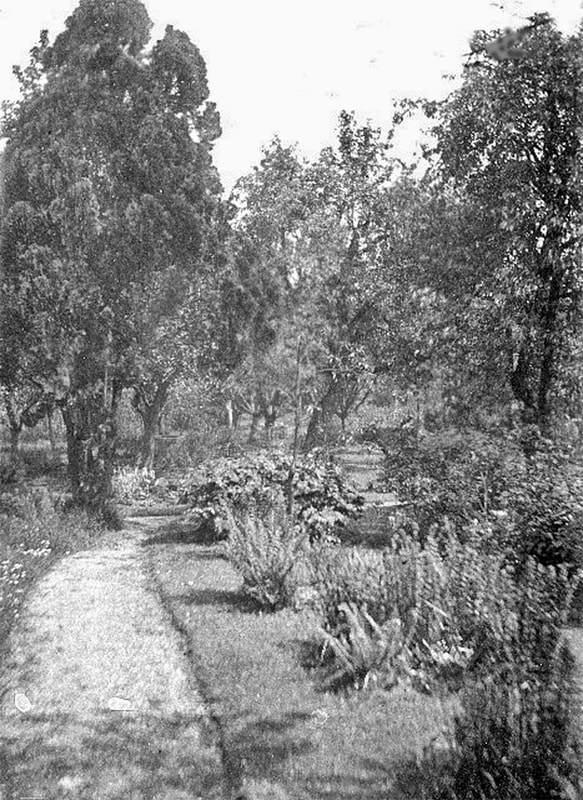 Barnes Garden Ferns etc
