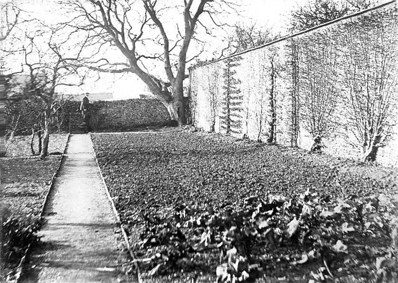 Barnes Garden North wall & Walnut tree 1899