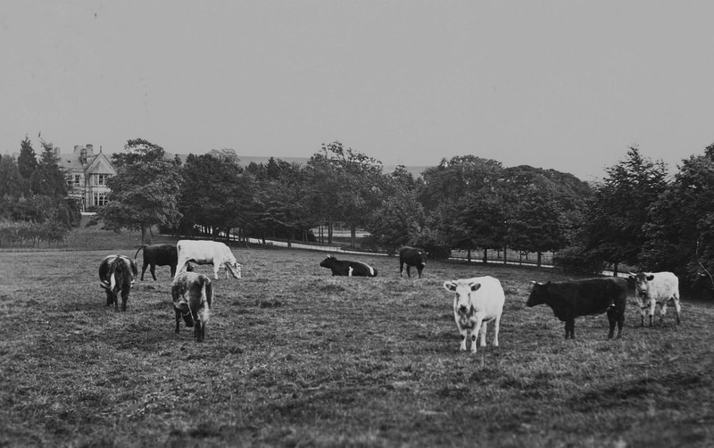 Cattle at Brettargh Holt Levens Hotel c1930