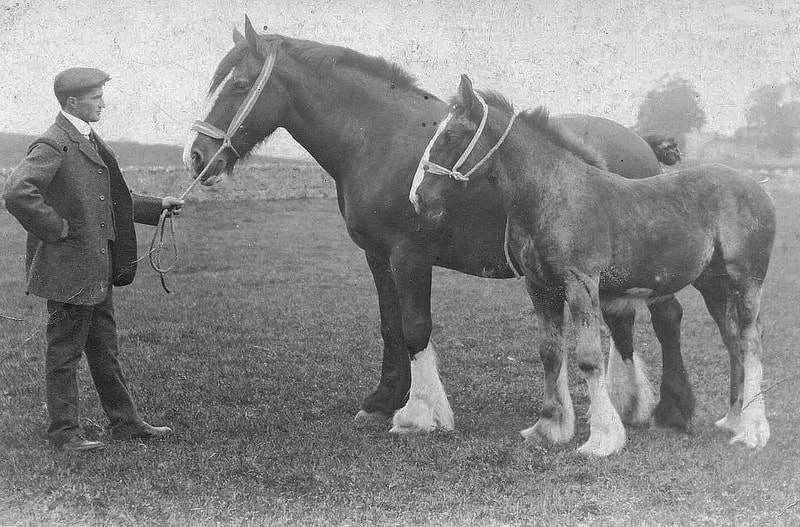 John Cottam, Hare & Hound (horses)