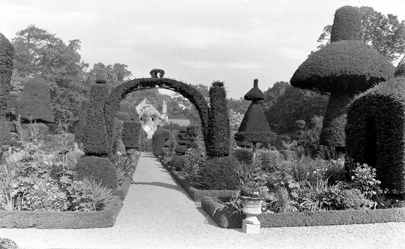 Levens Hall topiary 3