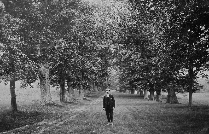 Levens Park Avenue of Trees with man