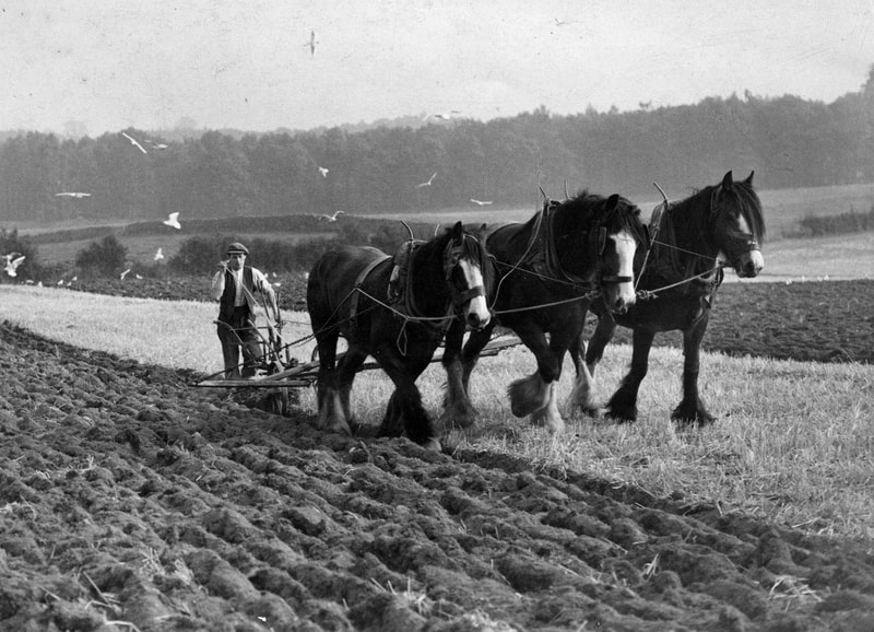 Mr Mason ploughing with horses
