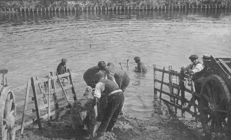 Sheep dipping in River Kent 1896
