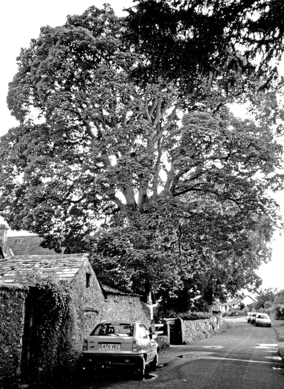 The sycamore by Levens School 1993